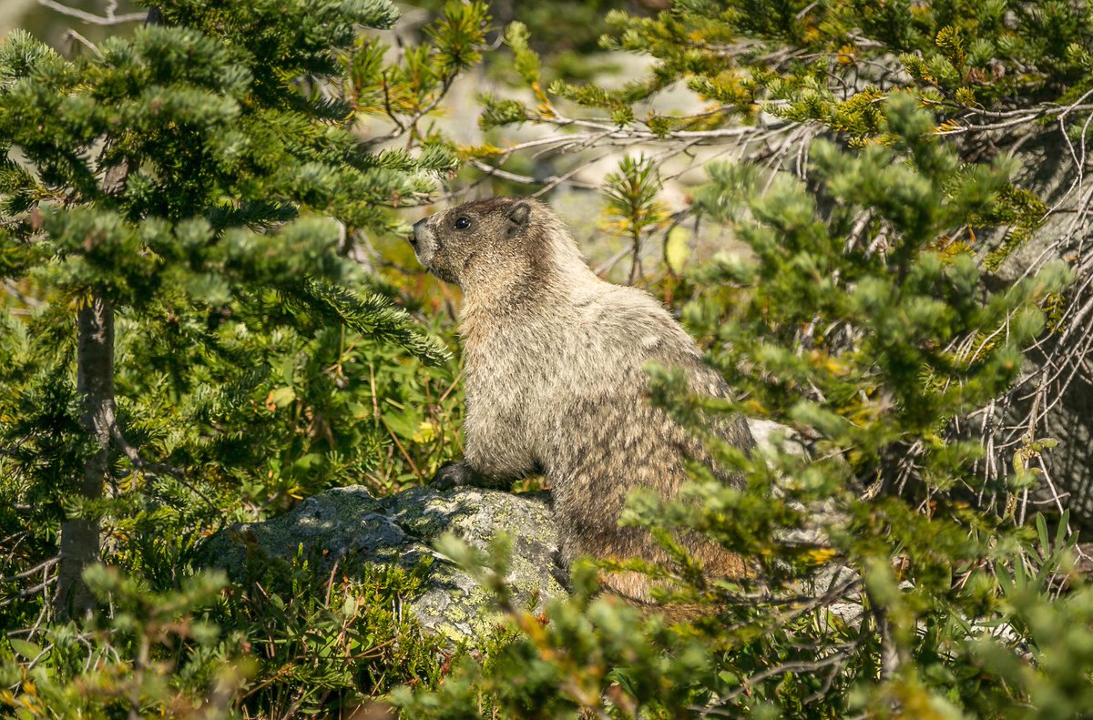 We just can't get enough of these #marmots @WhistlerBlckcmb! Seriously, #cuteoverload 😍#marmotmoments #explorebc