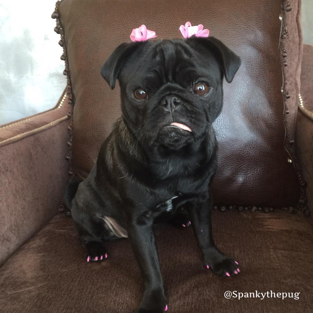 DarlaDPug's tweet photo. #ZSHQ Busy day keeping eye on zombie construction workers next door. I'll need Xtra snackies to keep up my energy. http://t.co/ahY1Ek99gu