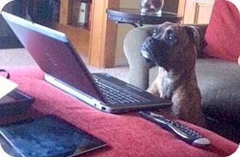 DFWFGF's tweet image. Sweet boxer boy looking for a loving furever home #adoptdontbuy #iamup adoptapet.com/pet/13314310-d…