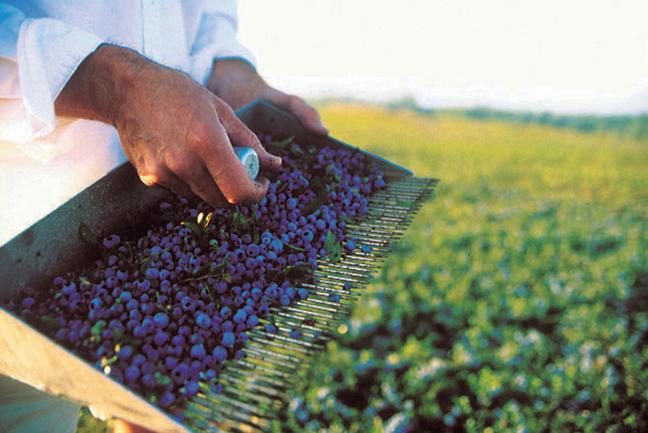 Сбор х. Арбуз астраханский. Сельское хозяйство ссср. Чай вьетнам плантации вьетнам. Крым чай.