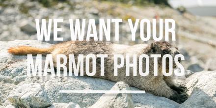 Share your #marmotmoments w/ us & we'll RT. We know you have them, these little critters are everywhere in #Whistler.