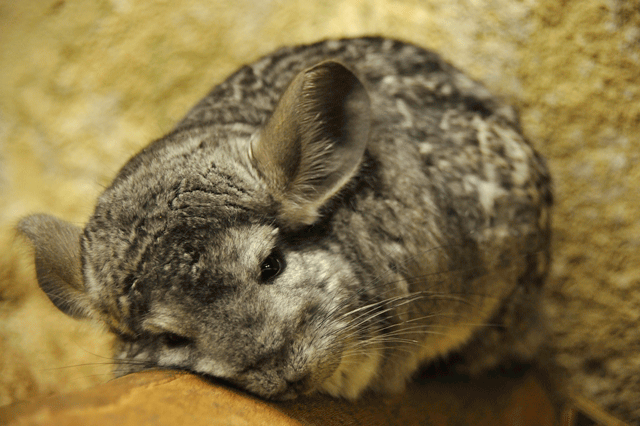thisisChile's tweet photo. Up in the Andes, we find the Chinchilla, a cute and fluffy grey rodent that  has been hunted for decades for its fur. http://t.co/hr4QUrk3Rf