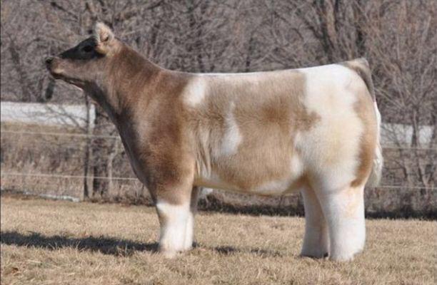 Dan Duvall They Blow Dry Cows Before Cow Shows Also There Are Cow Shows Look At Its Legs Http T Co Yuqeim0vxw