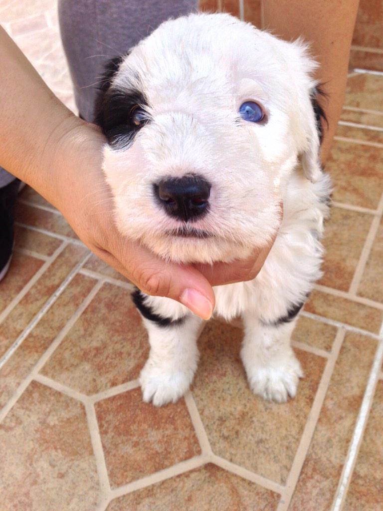 Viejo pastor ingles - venta de cachorros