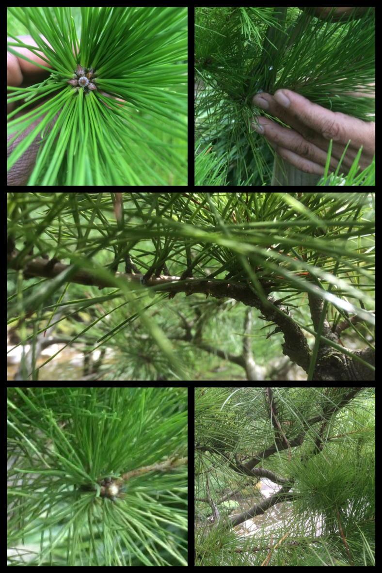 theandrosian's tweet image. informative,fun, interactive learning experience @nobu_kajiwara @capelmanor #cloudpruning#niwaki#landscapeinminature