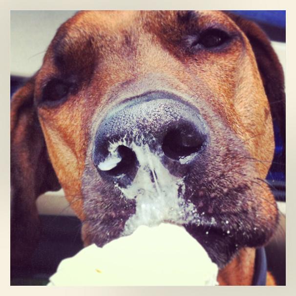 BrooklynBark's tweet image. .@benjerrystour Love your ice cream. Love our climate. How can #ecoconscience #dogwalkers help?