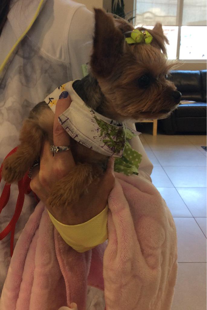 GuardianVet's tweet photo. Tiny little Tia came in today to see Dr. Wooff for an eye exam. She made sure she was dressed to impress! http://t.co/ivDCW350Nd