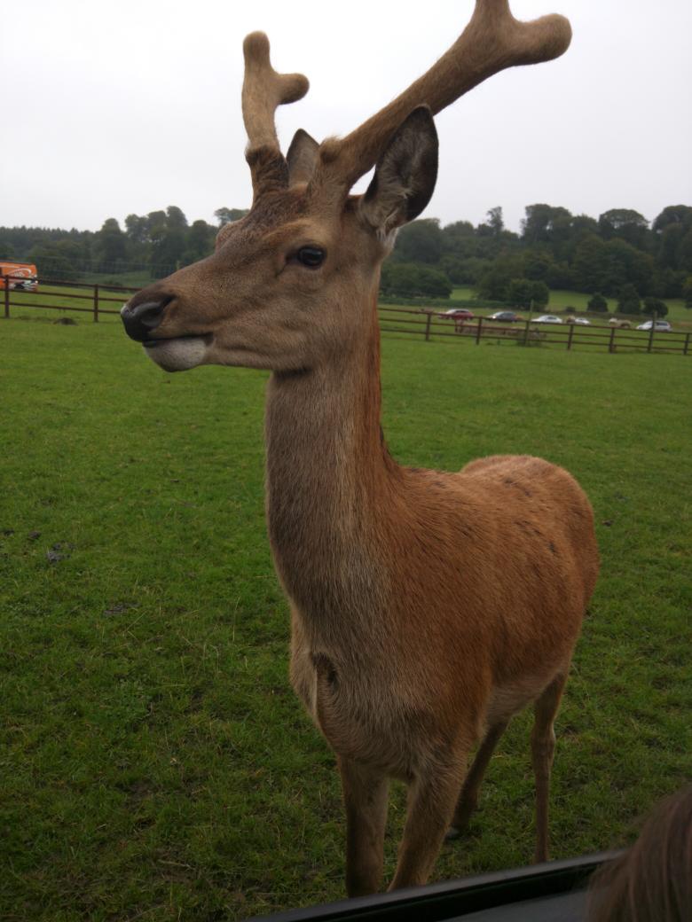 pudney01's tweet photo. Lovely day out at the sarfari park with some amazing animals #beuatifall #longleat #animals 😺 http://t.co/nweCgOJklk