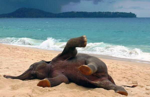 rybotics's tweet photo. Baby Elephant playing at the beach for the first time in his life http://t.co/Dtef8rZS1x