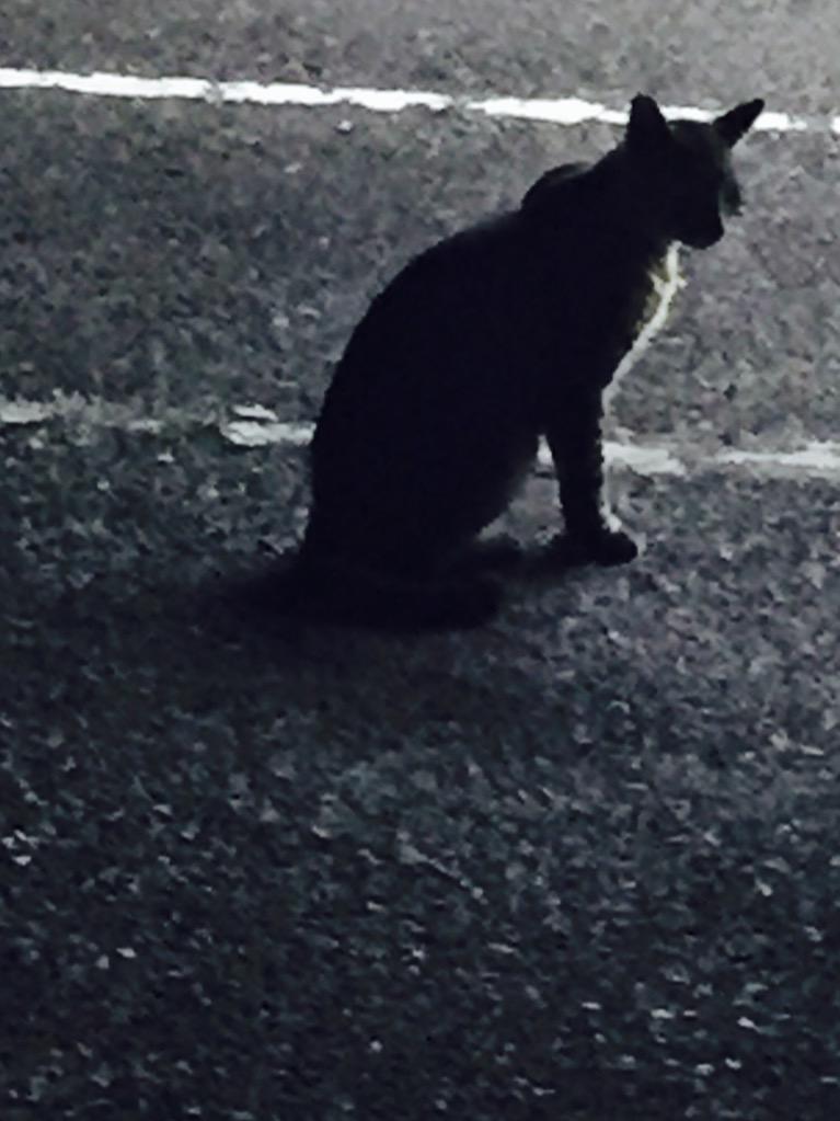 ura__xox's tweet image. 昨日見つけた猫。
かっこいいなって思った。

#雰囲気嫌いじゃないよって人RT 
#うらねこ