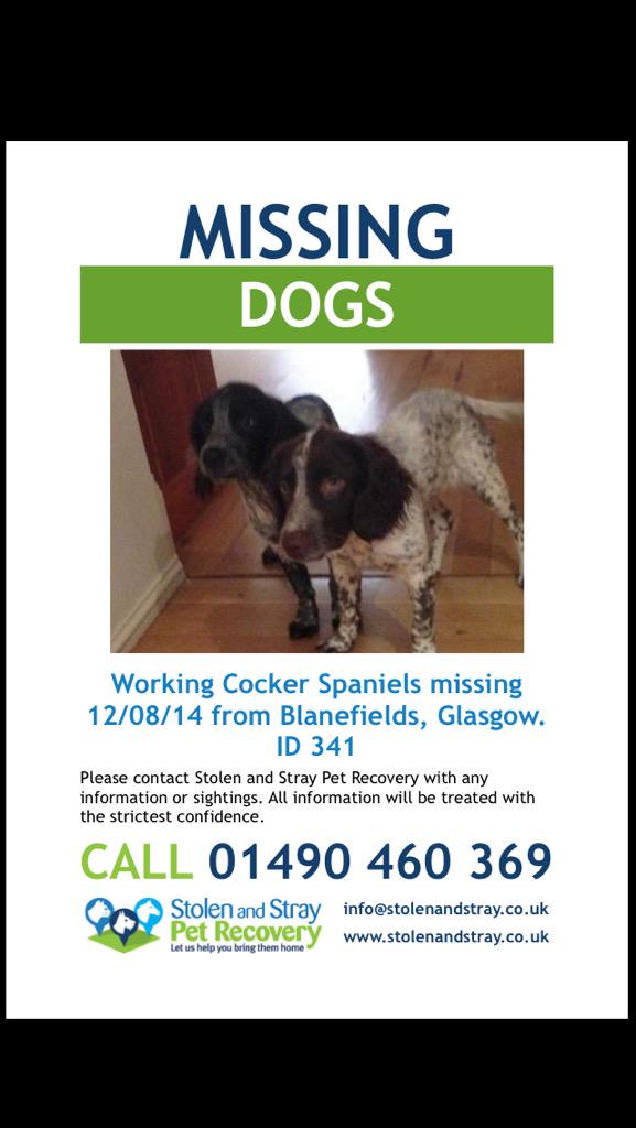 Dangerblouse's tweet photo. Please please help us find our beautiful spaniels. http://t.co/laU8M4wLKo
