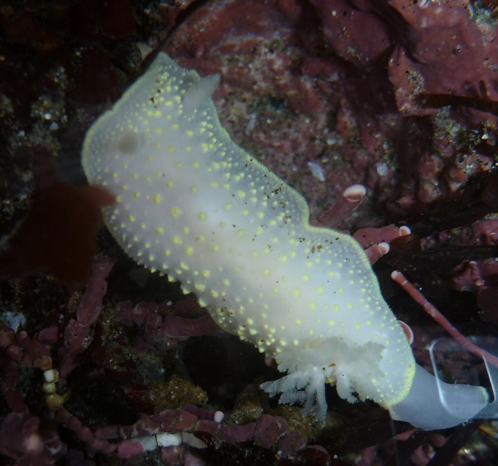 SaltyCritter's tweet photo. The yellow-edged cadlina #nudibranch (Cadlina luteomarginata). Pretty much all parts of it are white tipped w yellow! http://t.co/vm12hV3qL4