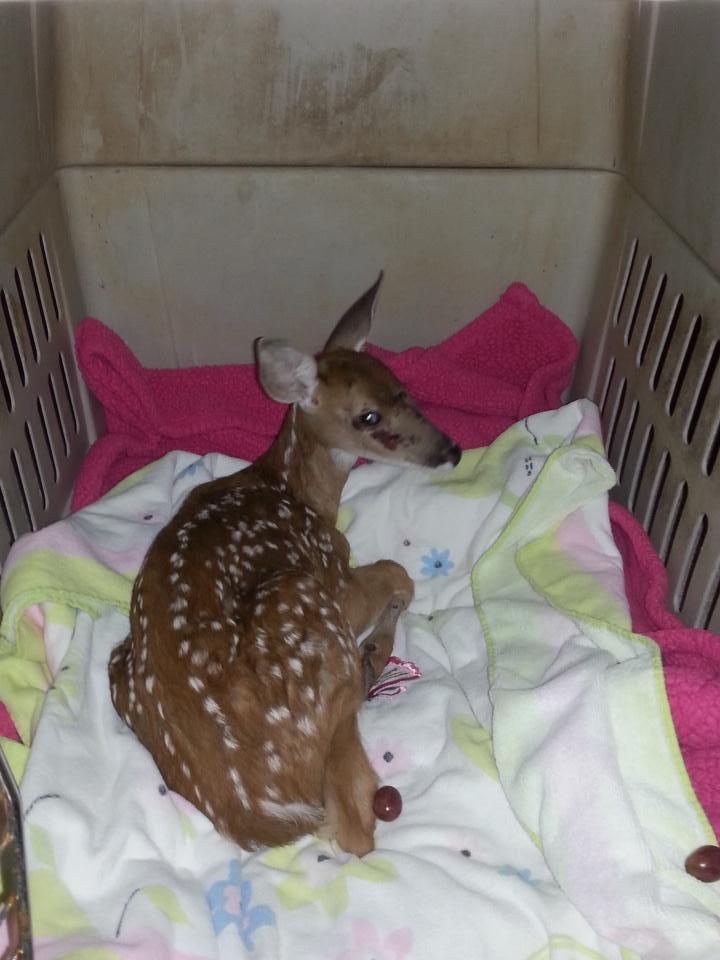 BrooksNickles1's tweet image. Look what I found and is currently in our house