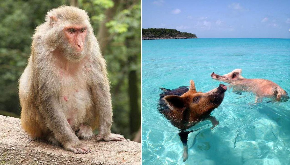 Dimplify tweet media