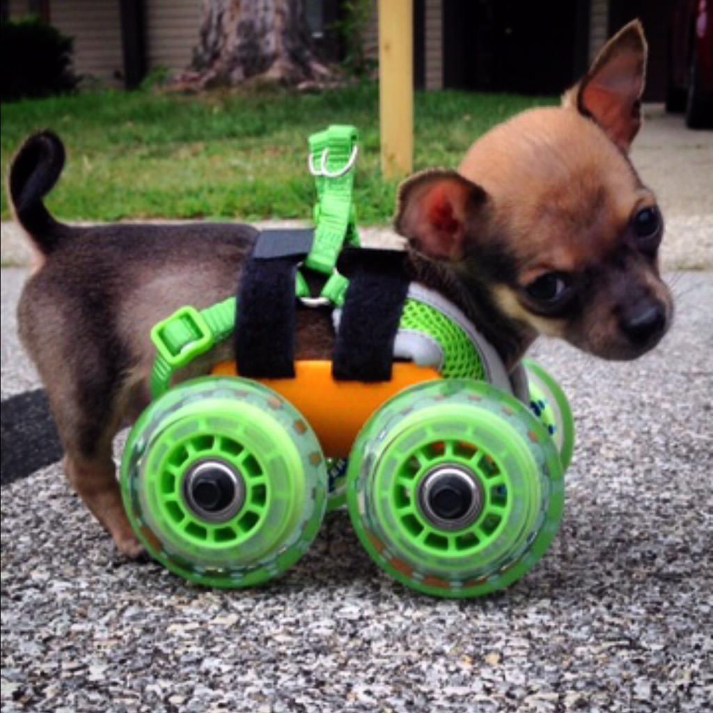 TurboRooDesigns's tweet photo. #TBT to the cart that started it all! #3dprinted #3dprinting #Puppy #Cute #FutureInPetProsthetics @RooTurbo http://t.co/cKVqIsEgfJ
