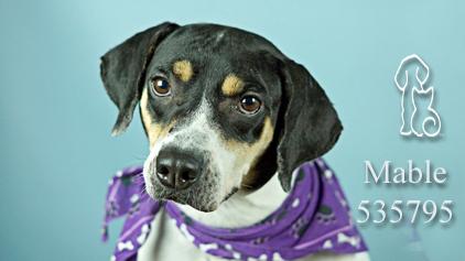 nbc6's tweet photo. Check out the adorable animals up for adoption in #BrowardCounty: http://t.co/Jgq00JSpqh #NBC6 http://t.co/BsgNUShYsX