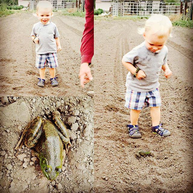 ThrivingCoach's tweet image. A wonderful frog friend that Braxdon named Hoppy while visiting Granny and Grandpa. #farmf… ift.tt/1TX69vp