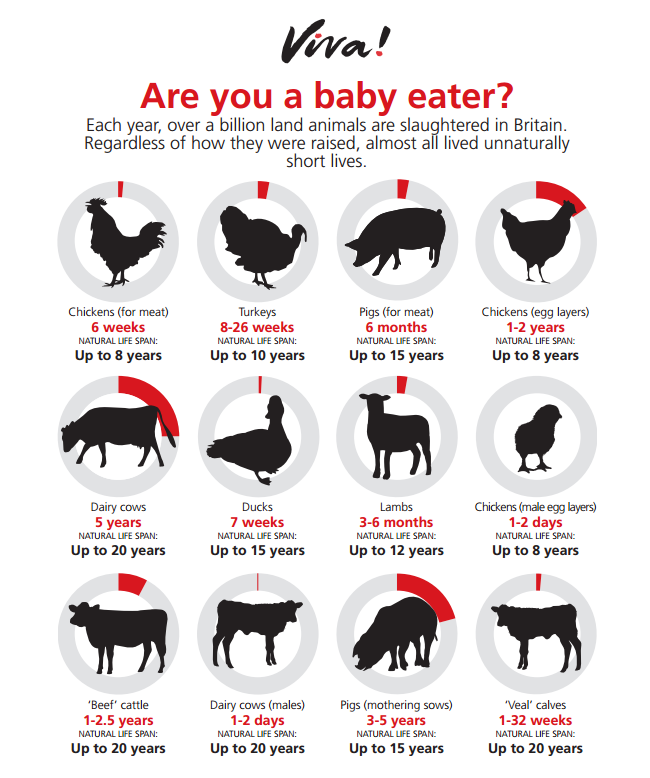 Annalise_A's tweet image. #govegan #farm24 #evolve2015 Think you&apos;re just eating meat? Here&apos;s the truth and it&apos;s not a perfect picture.
