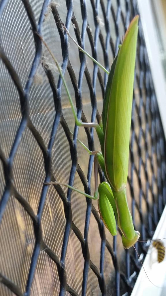 OregonBliss's tweet photo. My little garden helper. http://t.co/5SCUesByTe