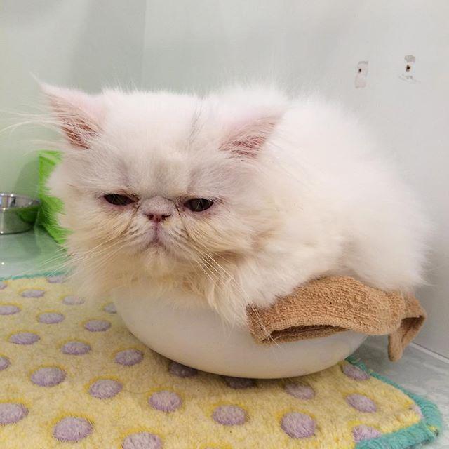 公式 カニッシュ ペットプラザ En Twitter ブサカワ白ペルシャくん 身体がボウルからはみ出してるよ 笑 そろそろこのボウルもサイズアップしなくちゃいけないかな ペルシャ 白 5月19日生まれ 男の子 ペルシャ Http T Co Gbcfz1i23s Http T Co Wvt4kf2a1n