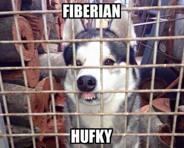 StumblerTop's tweet photo. Fiberian Hufky http://t.co/NCLGdqFa0u