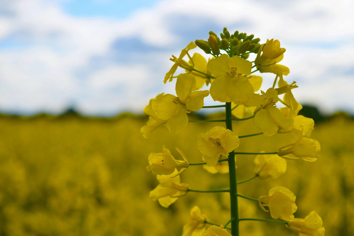 darvecaporn's tweet image. Prosaro vs Aviator Trial Rating #GT50 #paddockpride @QuentenKnight @NuseedAustralia