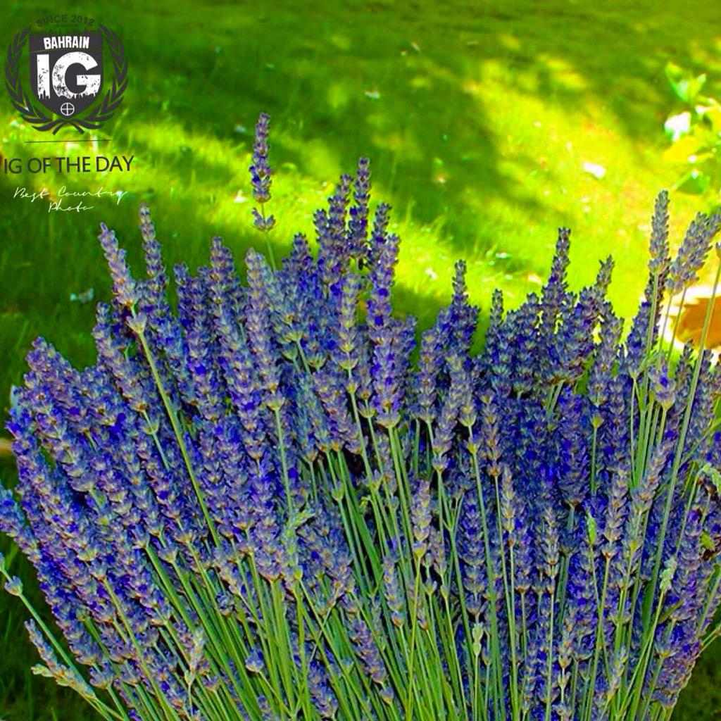 adelaloffi's tweet photo. #ig best of the day from #IG_bahrain_ #photographer #gsgs7 #bahrain #GCC #lavender http://t.co/GI0KW09mA3