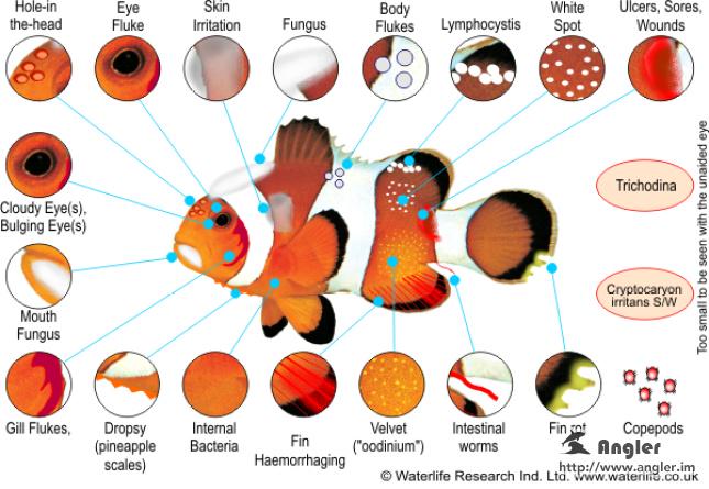solotcom's tweet image. Saltwater Fish Disease Symptoms and Treatment. More details visit Angler official website: angler.im/news/1VNsfrqjM…
