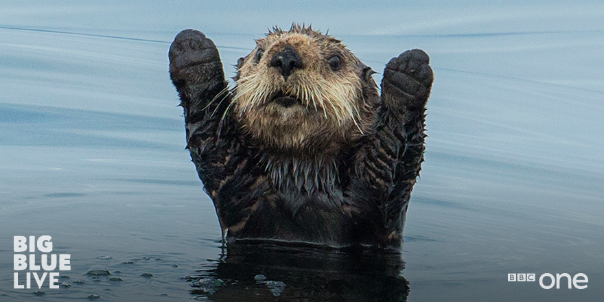 BBCOne's tweet photo. That #fridayfeeling...
#BigBlueLive starts this Sunday at 7pm on @BBCOne. http://t.co/rFxmaoQOfA
