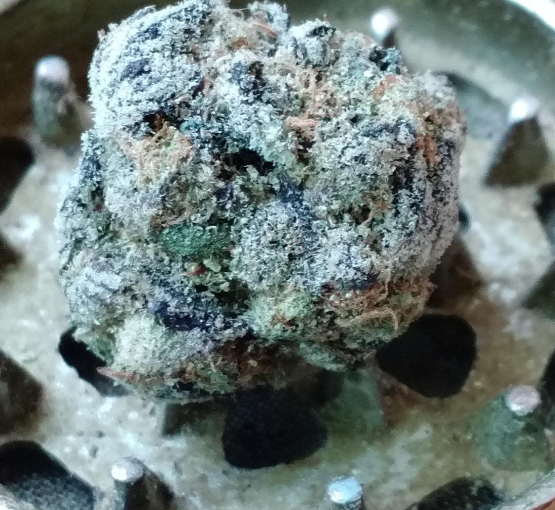 thetrustedleaf tweet picture