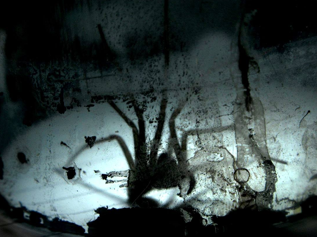 AngusHB's tweet image. Captured the #horror of the common house spider. Beware #Arachnophobia