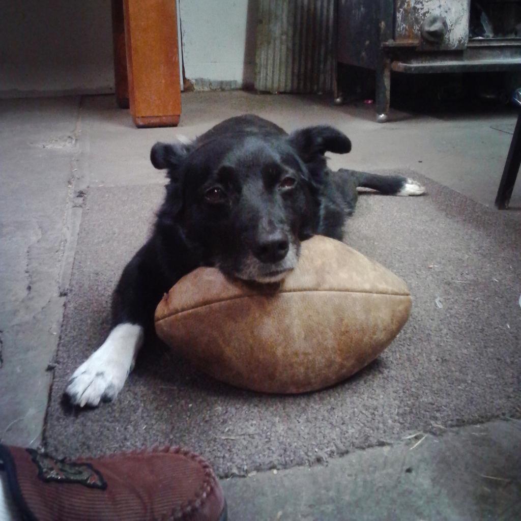 JasonLeeBradham's tweet photo. #goodpuppy http://t.co/J8mOKF7uwu