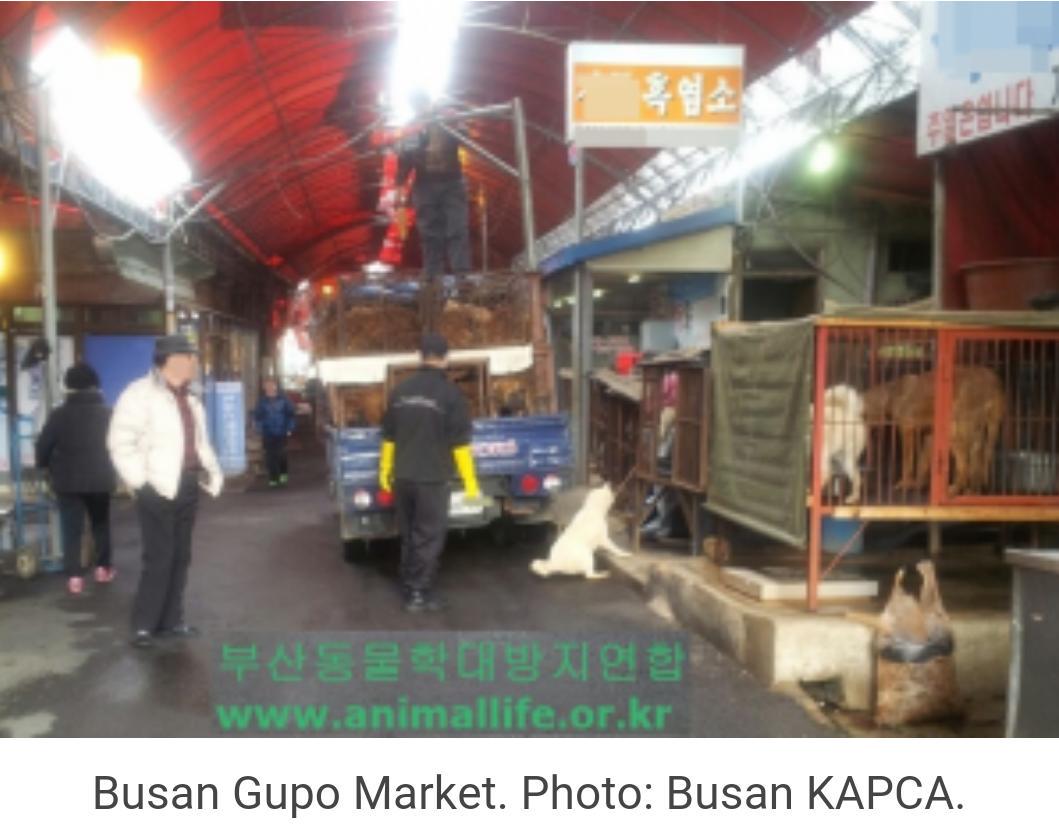 awkward1110's tweet photo. 📧CALL FOR ACTION📧 TO STOP THE ILLEGAL BUSAN GUPO DOG MEAT MARKET #StopKoreanCruelty   https://t.co/2enWN7Sn2l https://t.co/rMTSE9cAmo