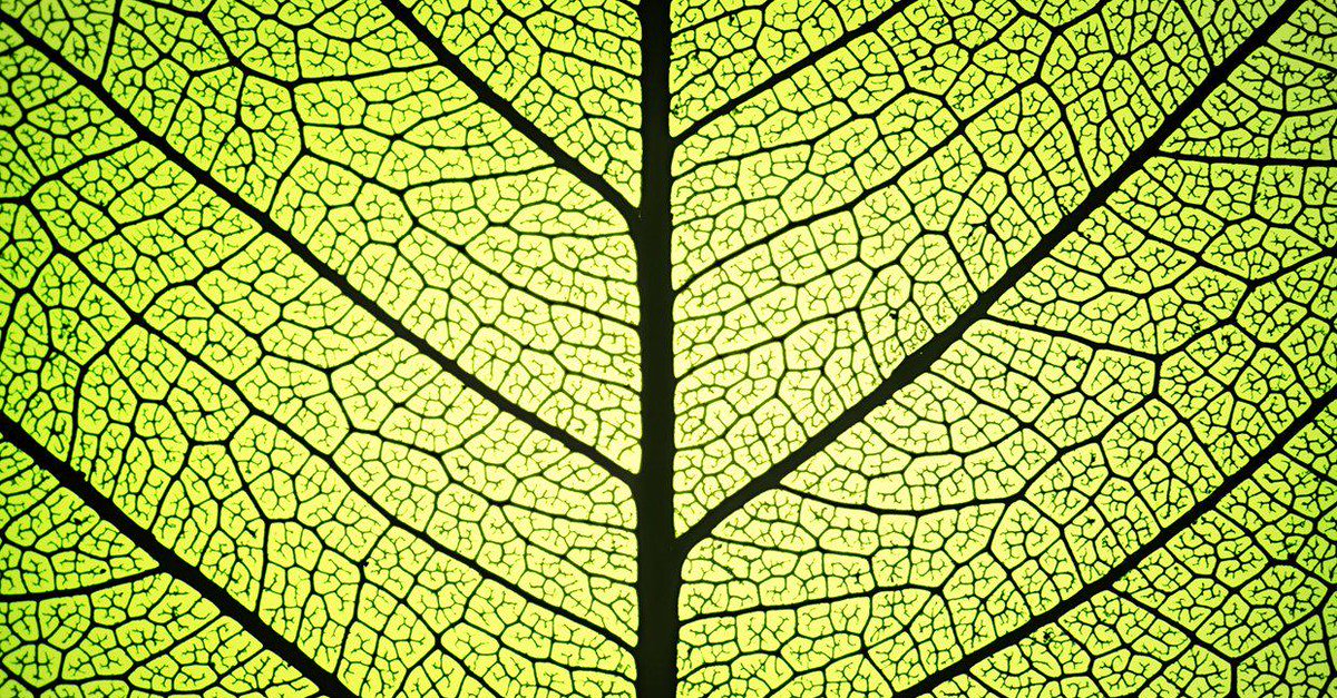 hydrogenlondon's tweet photo. 'Artificial leaf' could power communities of the future http://t.co/2u2pxGDuwM http://t.co/d0BG5yv9ns