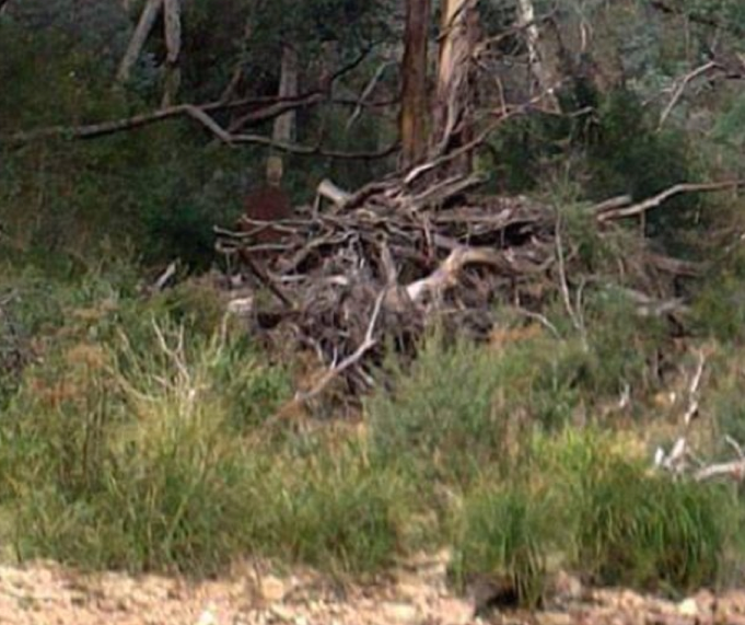 Hiker snaps 'ghost' in Australian outback CM7YYmoWsAAICwl