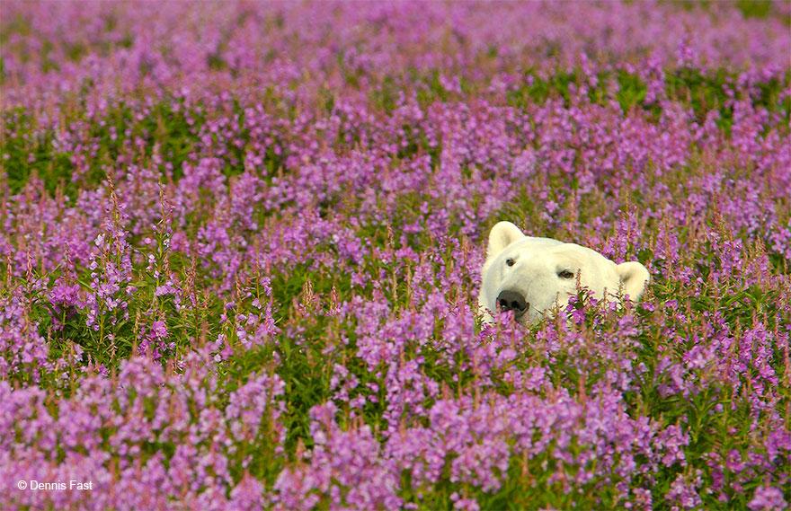 MichaelBott's tweet image. Canadian Photographer Captures #PolarBears Playing In Flower Fields buff.ly/1LmUJcY