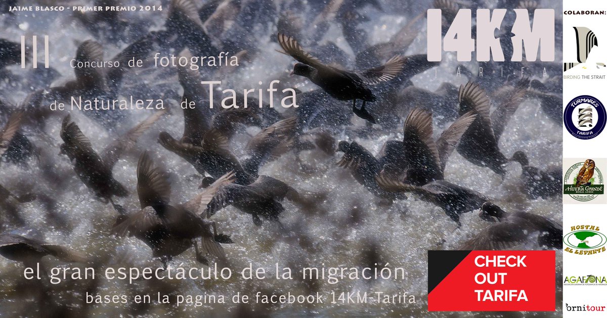Third Photography Competition of Tarifa. The amazing spectacle of Migration. Join in and participate!