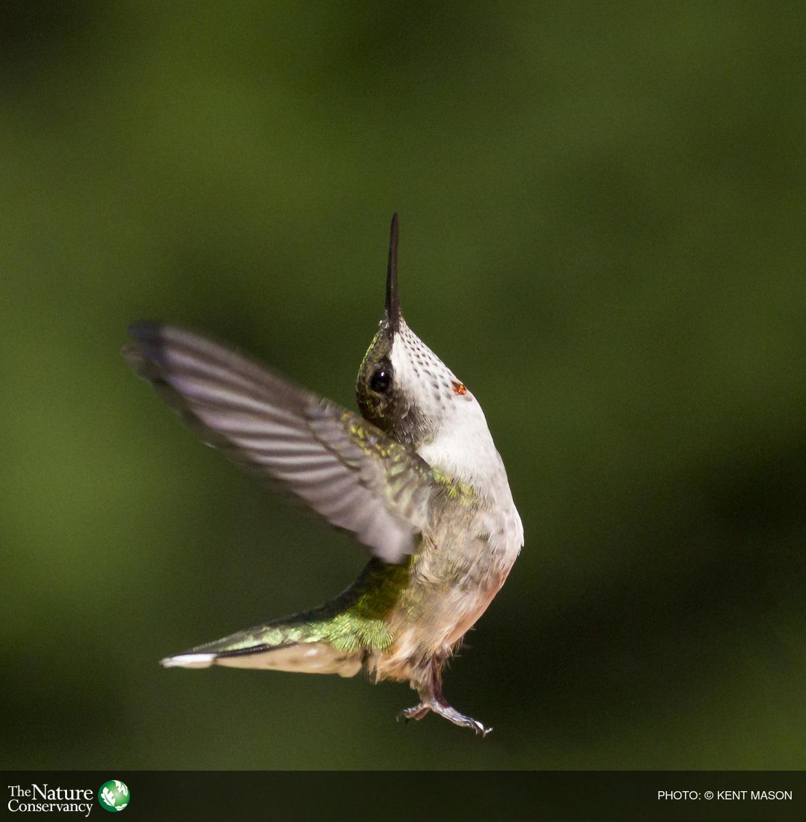 nature_NJ's tweet photo. # Hummingbird tongues are way weirder than we thought >> http://t.co/Kf09IpbPN8 http://t.co/nJ3ZE6hfpZ
