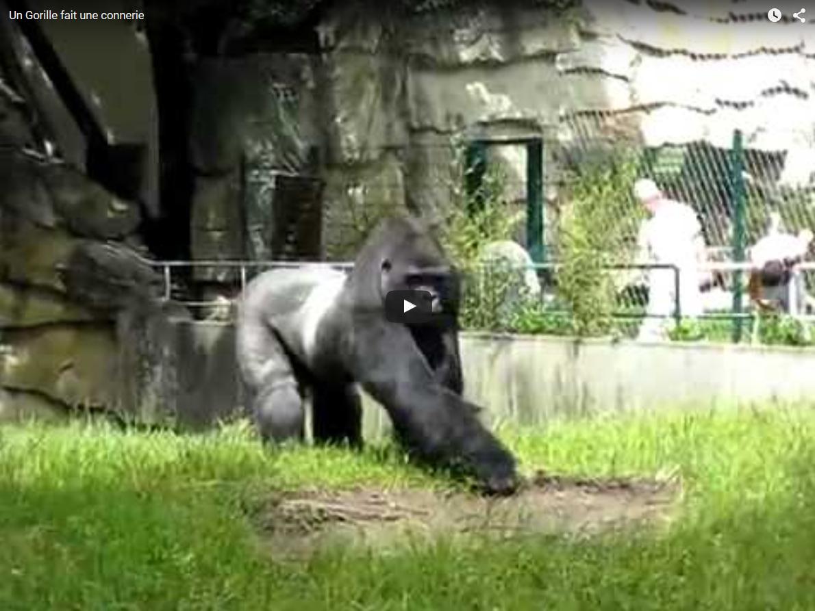 PingViral's tweet photo. Un gorille fait une blague aux employés de son zoo -  http://t.co/TKZRBpM5RE http://t.co/DfeU2aGOcv