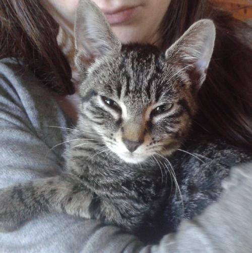 BiarnESS's tweet image. #Pau Nord #Montardon #StCastin #Buros Trouvé #chaton, très doux, Merci de RT et de répondre ici @ELaymand @Menilmuche