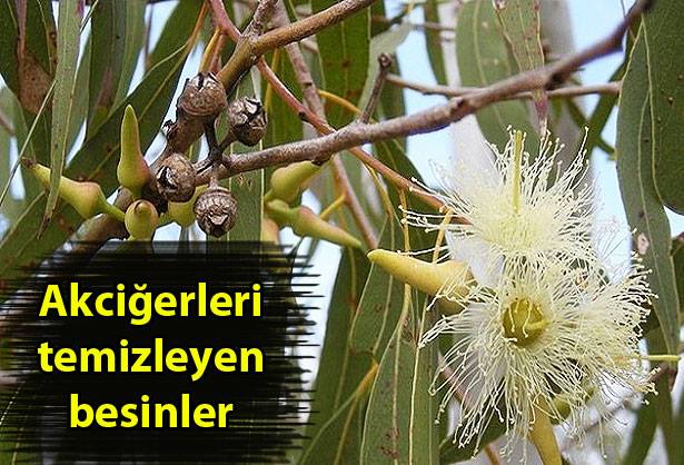milliyet's tweet photo. Astım hastaları ve sigarayı bırakanlar bu besinleri evinizden eksik etmeyin! http://t.co/JFZofryVr2 http://t.co/vL97PKV6Lh