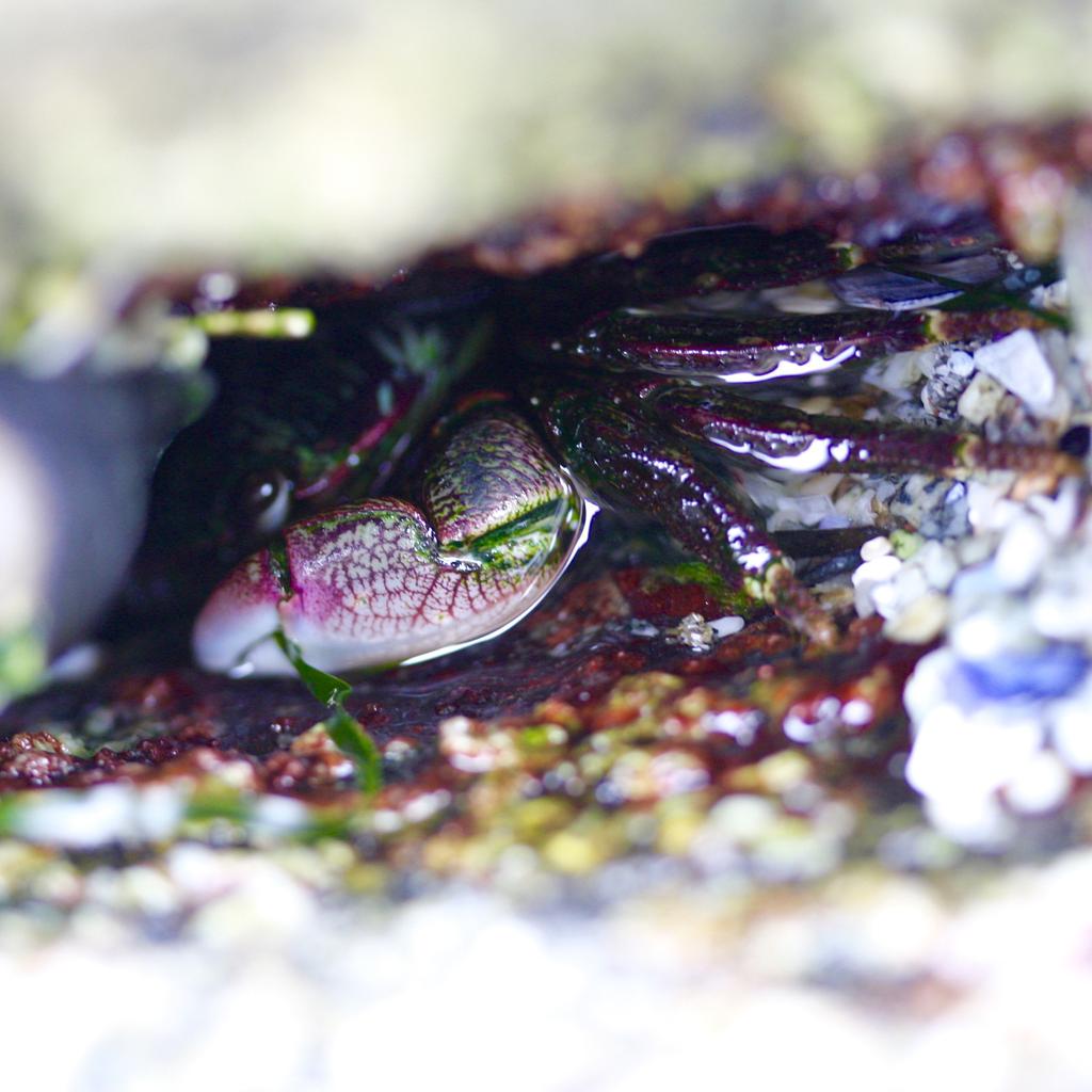 ucd_cmsi's tweet photo. Happy Friday! #bodegamarinelab #intertidal #ucdcmsi http://t.co/hsfQJ3maLw