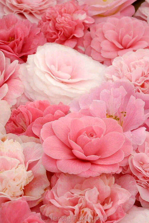SlsmAdp's tweet photo. @corriesmit1960 @Silau25 @Greenfeather2 @keancarmi @soraiacarames @elisahk92 http://t.co/7PQU9jXhlN