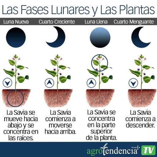 En Que Luna Se Siembran Los Ajos FASES LUNARES EN LA AGRICULTURA (@agronomosrd) ~ AGRONOMOS RD