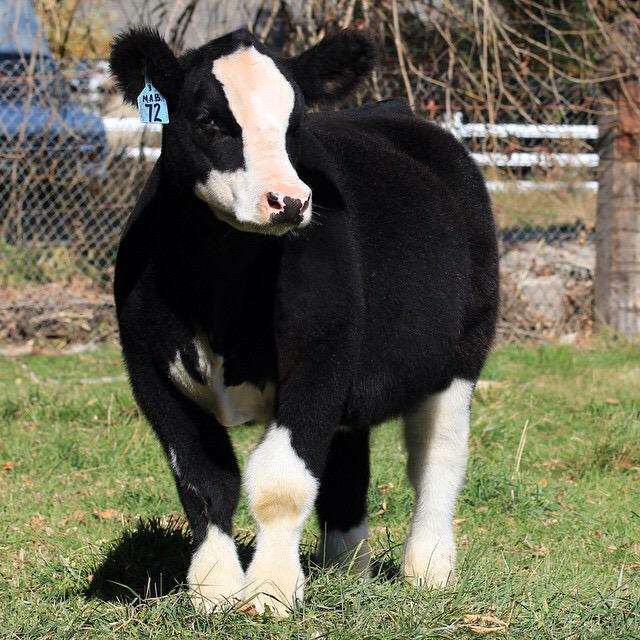 bushmancattle's tweet photo. Mark your calendars for Sept. 28 for our annual sale! Selling full brother to this MAB steer!  #statefair4thplace http://t.co/4aHjkC8knZ