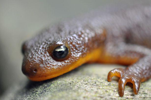 age_uk's tweet photo. Suffer from arthritis? You could be in luck. Scientists are copying newts to find a cure http://t.co/VI95TO9af4 http://t.co/f8wrM9tLV7