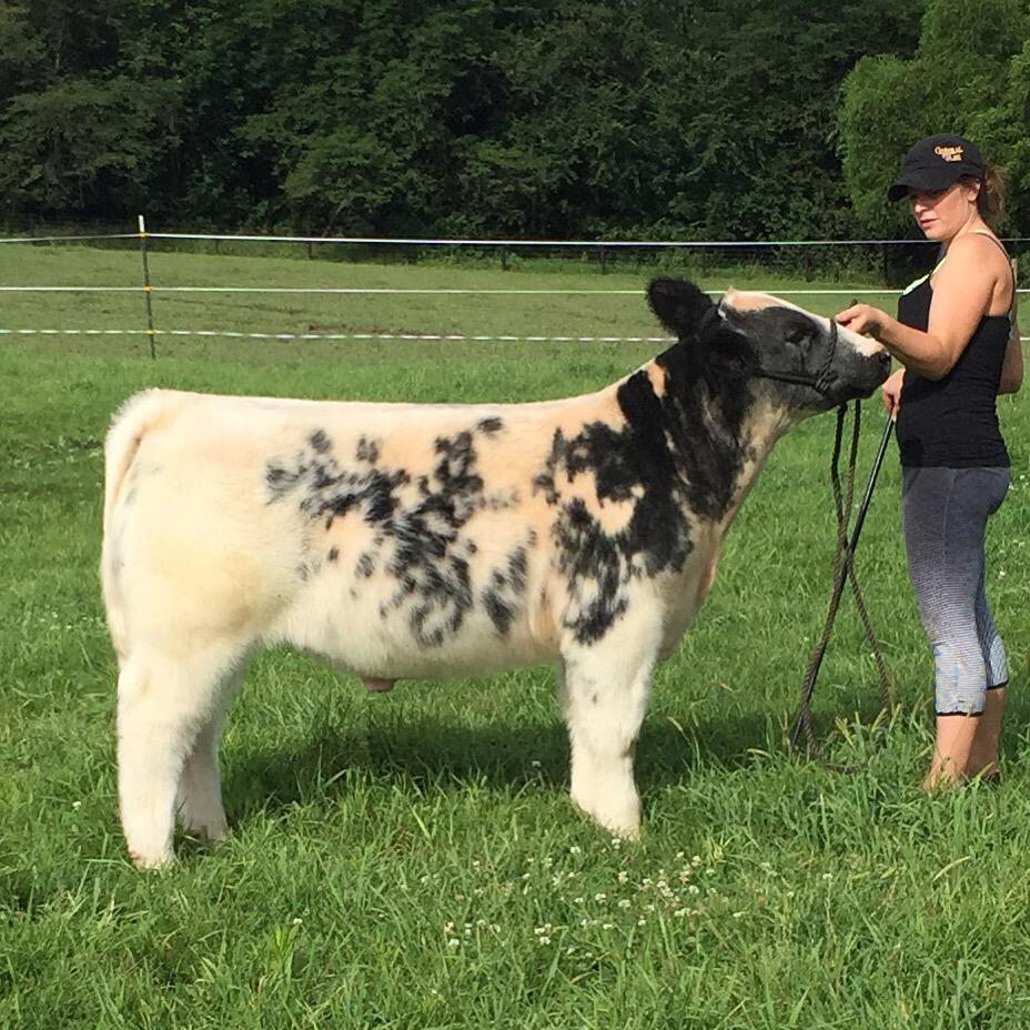 mattlautner's tweet photo. Thank You Eric Banuelos Of AZ For Purchasing MLC Tag 242 Italian Stallion Steer @MattLautner Cattle | #BreedLautner http://t.co/DES8j0Dzwo