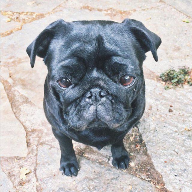 DogVacay's tweet photo. "But you've only thrown the ball 1,000 times..." 😖😔😭 #neverendingfetch #fetch #playtime #d… http://t.co/xRb6werCWe http://t.co/ztqh7L7VdI