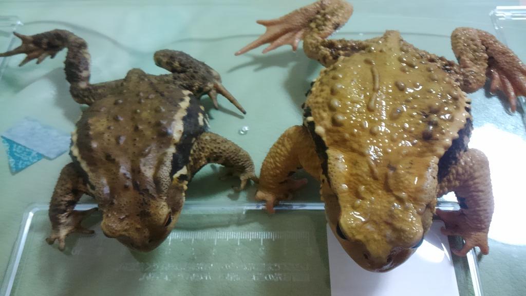 朱夏える あやかえる ヒキガエルを飼ってて分かったこと 飼育下では脱皮の回数が増えるから見れたことだけども 脱皮前と 脱皮後ではイボの汚れがキレイになるんだね よーく観察して 今日初めて気がついたわ 3枚目と4枚目でかなり違う Http T