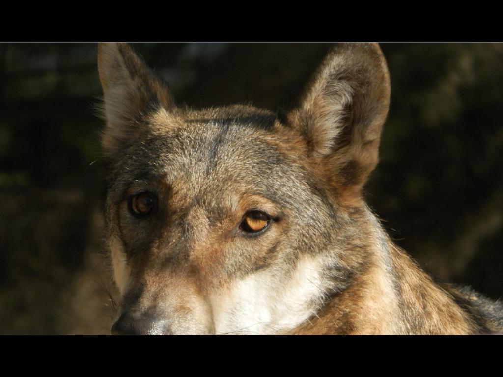 wolfdogbehavior's tweet photo. Le regard de la belle Gueva.. Elle et widukind sont les deux compagnon lupin de Ghislaine et vivent au zoo de Toulon! http://t.co/6qbanpM6pV